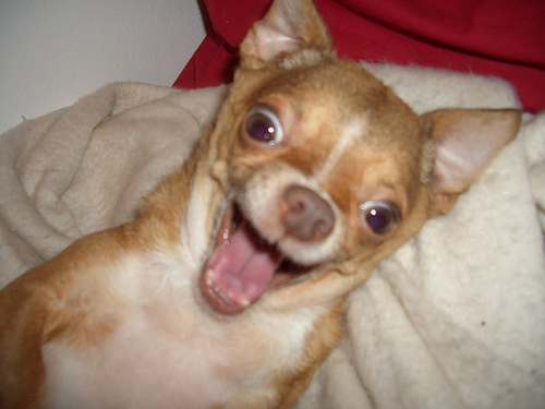 Laughing Chihuahua